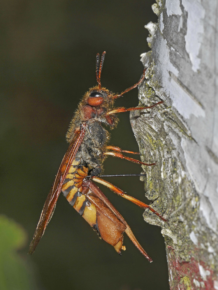 Tremex fuscicornis (Siricidae) in deposizione
